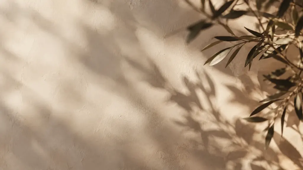 Soft botanical shadows on a warm ivory wall